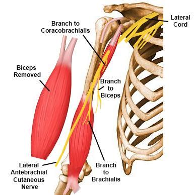 Musculocutaneous Nerve Dermatome