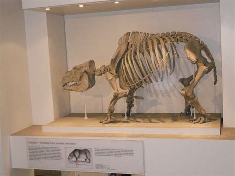 Toxodon Natural History Museum | Bianca Bueno | Flickr