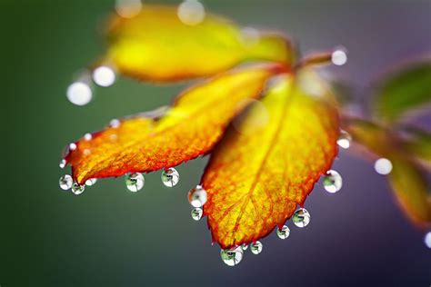 Morning Dew On Tree Wallpapers - MAXIPX