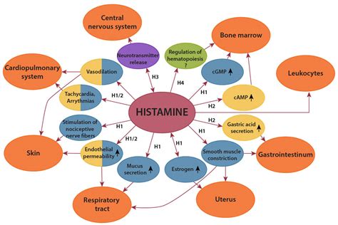 Histamine Intolerance: Understanding the Science - Diagnosis Diet