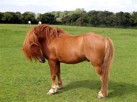 Welsh Pony | Welsh Mountain Ponies - Photographs of Stallions | Welsh ...