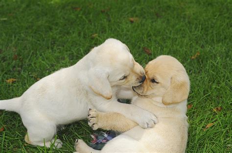 Two Labrador Retriever Puppies Wrestling And Playing On Green Lush Grass Photograph by Joelle ...