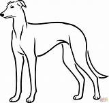 Greyhound coloring page  Free Printable Coloring Pages sketch template