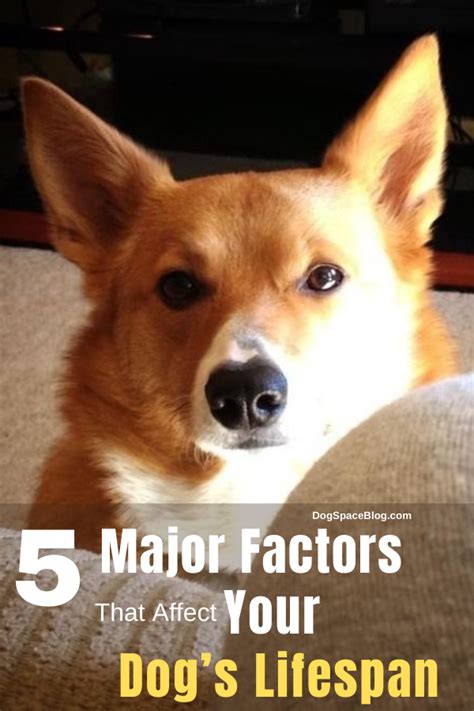 5 major factors that affect your dog s lifespan – Artofit