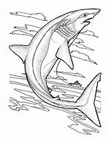 Printable Shark Coloring Pages sketch template