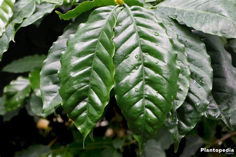 Coffee Plant Care - How to Grow Coffe Arabica Indoors - Plantopedia