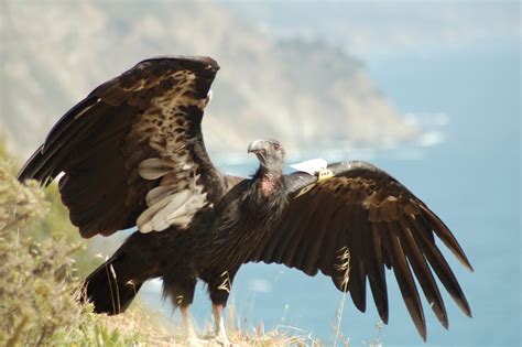 Download Bird Animal Condor HD Wallpaper