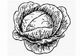 Coloriage choux  Gratuit à Imprimer Img 12898 sketch template