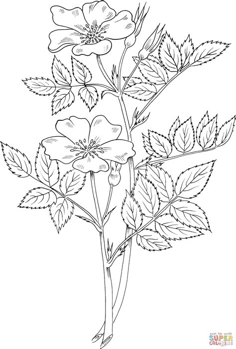 Rosa Blanda or Meadow Wild Rose or or Prairie Rose coloring page | Free ...