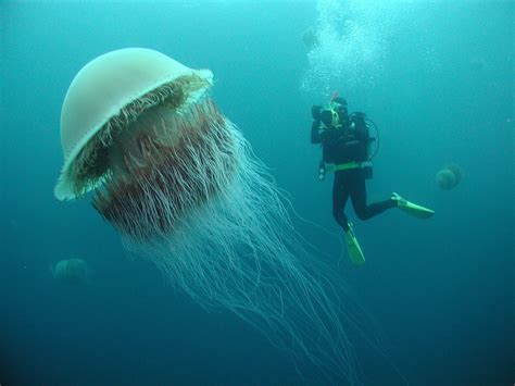 The Lion's Mane Jellyfish - the largest jellyfish in the world. : r ...