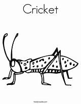 Cricket Insect Coloring Pages sketch template