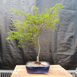 Crimson Queen Japanese Maple Bonsai Tree - Etsy