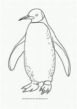 Adelie Penguin Coloring Page  Home sketch template