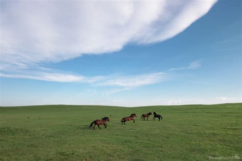 Image of Wild Horses at Livno by Luka Esenko | 1029160