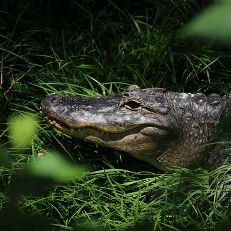 Survival Skills: How To Survive A Crocodile Attack - TheGearHunt