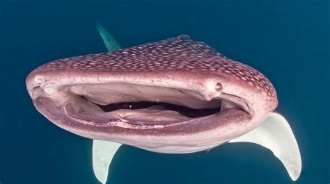 Gigantic whale shark smiles for the camera - posing inches from ...