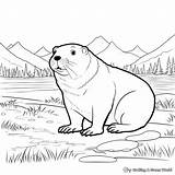 Gopher Coloring Pages  Free & Printable sketch template