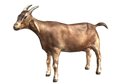Goat PNG