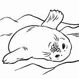 Seal Coloring Sheet sketch template