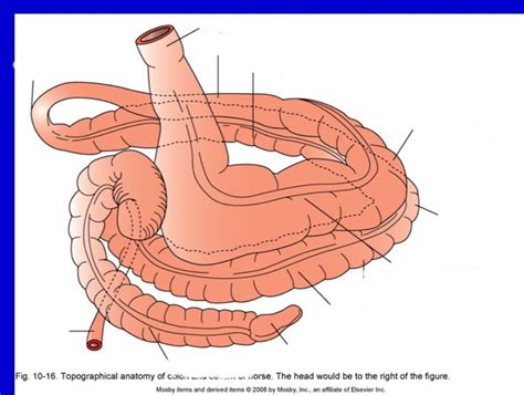 Hindgut anatomy Diagram | Quizlet