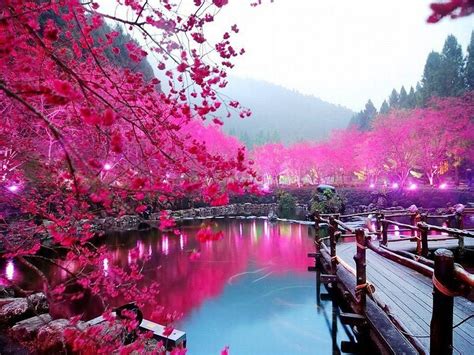 Gambar Bunga Sakura di Tepi Danau Wallpaper Hp, Wallpaper Keren, Galaxy Wallpaper, Wallpaper ...