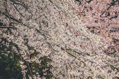 Cherry Blossoms in Kyoto in the Temples of Daigo Ji 10 April 2012 Stock ...