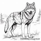 Timberwolves Coloring Pages  Free & Printable sketch template
