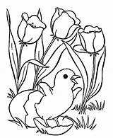 Chick Coloring Page  Best Pages For Kids sketch template