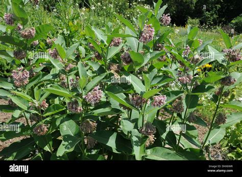 Silkweed Stock Photo: 62656435 - Alamy