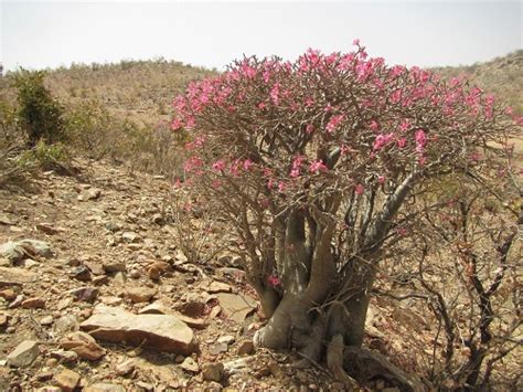 Adenium obesum (live succulent) – Lifestyle Seeds