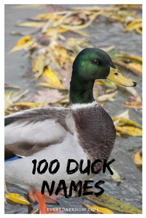 100 Duck Names | Pet ducks