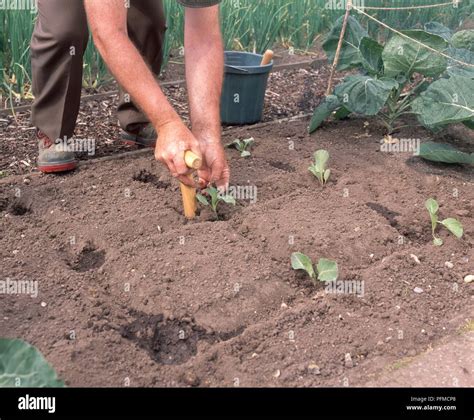 Transplanting cabbage seedlings, holding plant at correct depth and ...