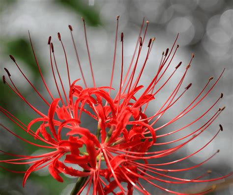 Red Lily Meaning: Symbolism and Significance