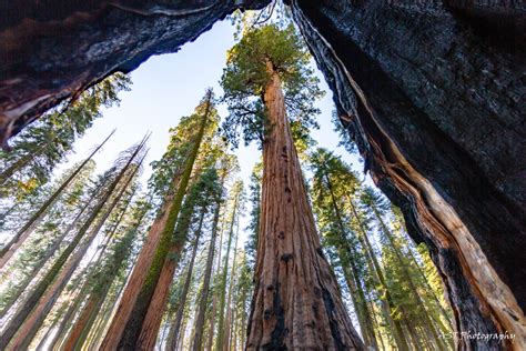 Visiting Sequoia National Park? 4 places to see - Explore with Alec