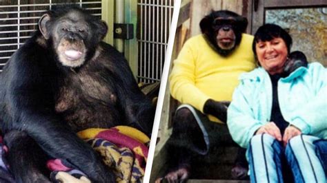 Chilling 911 call moments after family's pet chimpanzee unleashes ...