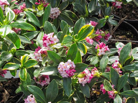 Variegated Winter Daphne | Daphne odora 'Aureo-marginata'