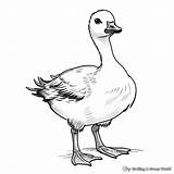 Goose Coloring Pages  Free & Printable sketch template