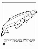 Hudtopics Humpback Whale Coloring Pages For Children sketch template