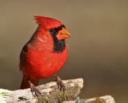 Northern Cardinal Free Stock Photo - Public Domain Pictures