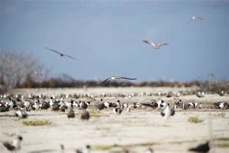 Bird Island | clivefotos