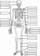 Skeletal System Coloring Worksheet sketch template