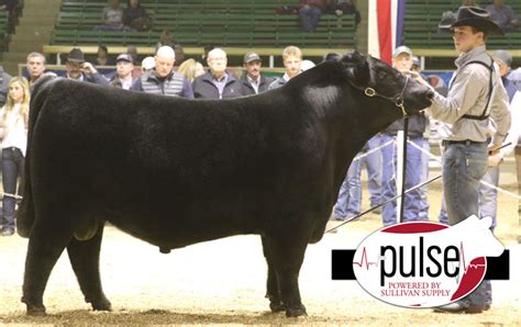 NWSS – Angus Bull Show | The Pulse