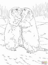 Coloriage  Chiens De prairie Qui Sembrassent Coloriages à Imprimer sketch template