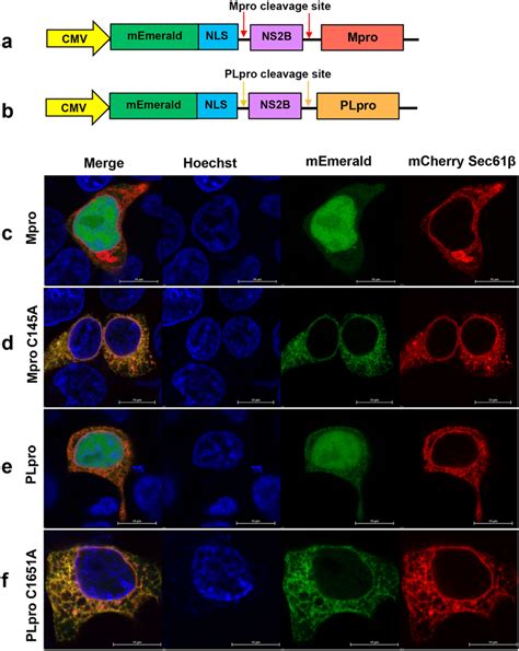 In-cell protease (ICP) assay for screening inhibitors of SARS-CoV-2... | Download Scientific Diagram