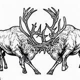 Elk Hunting For Its Antlers Coloring Pages  Kids – Smart sketch template