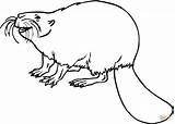 Beaver 14 coloring page  Free Printable Coloring Pages sketch template