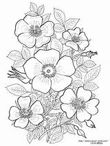 900  Coloring Ideas In 2021 embroidery Patterns coloring Books sketch template