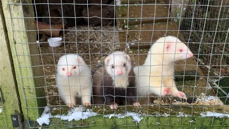 Police search for nine ferrets stolen from Sundridge, near Westerham, overnight on Thursday ...