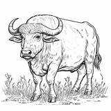 Field water buffalo coloring Page Lulu Pages sketch template