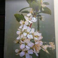 Paling Populer 20+ Gambar Bunga Hasil Lukisan - Gambar Bunga Indah